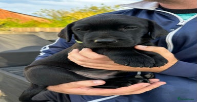 Labrador Retriever dogs - Advert 6