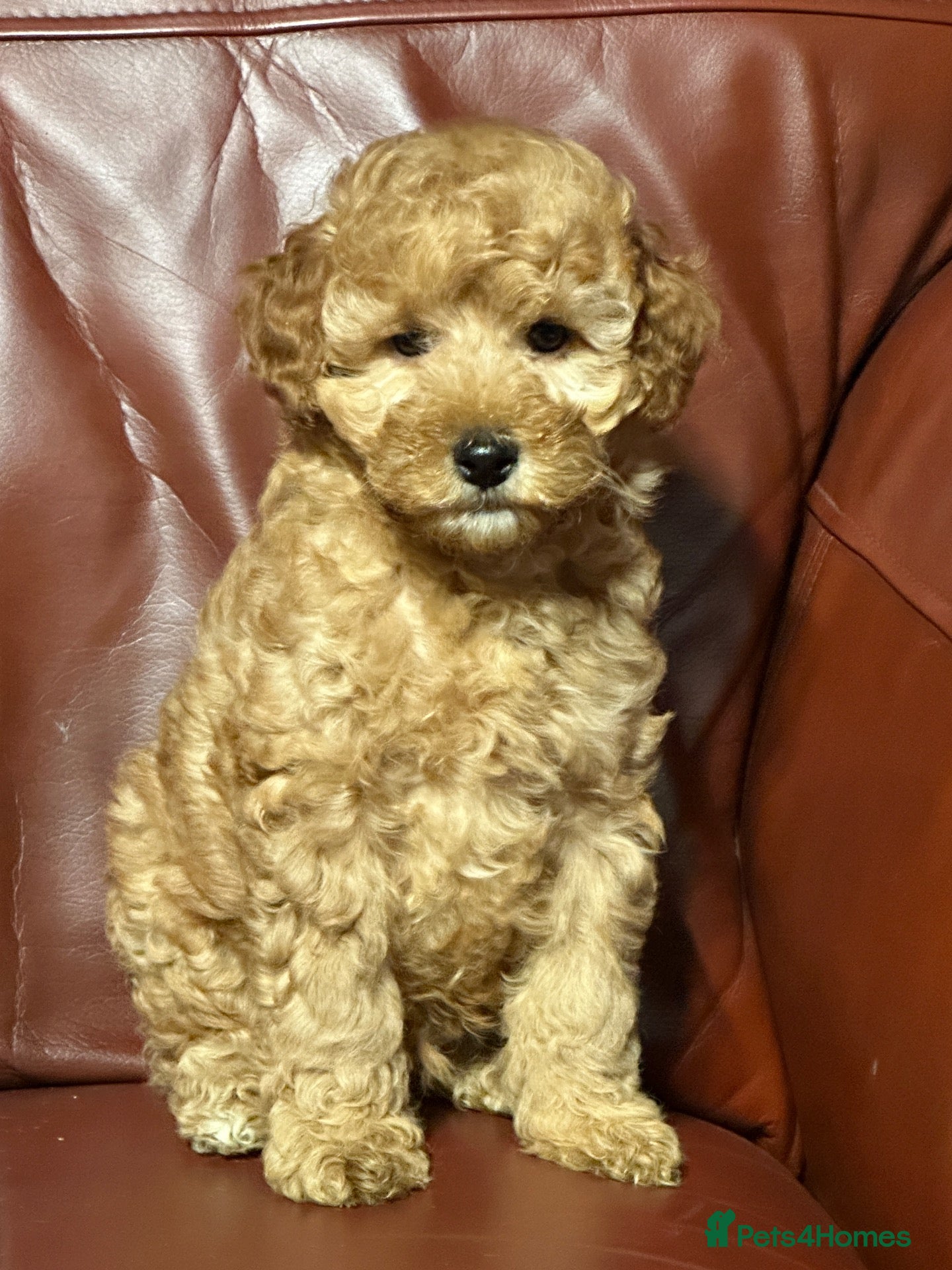 Cavapoo dogs for sale: Health Tested and Health Guaranteed Cavapoo Pups - Advert 2