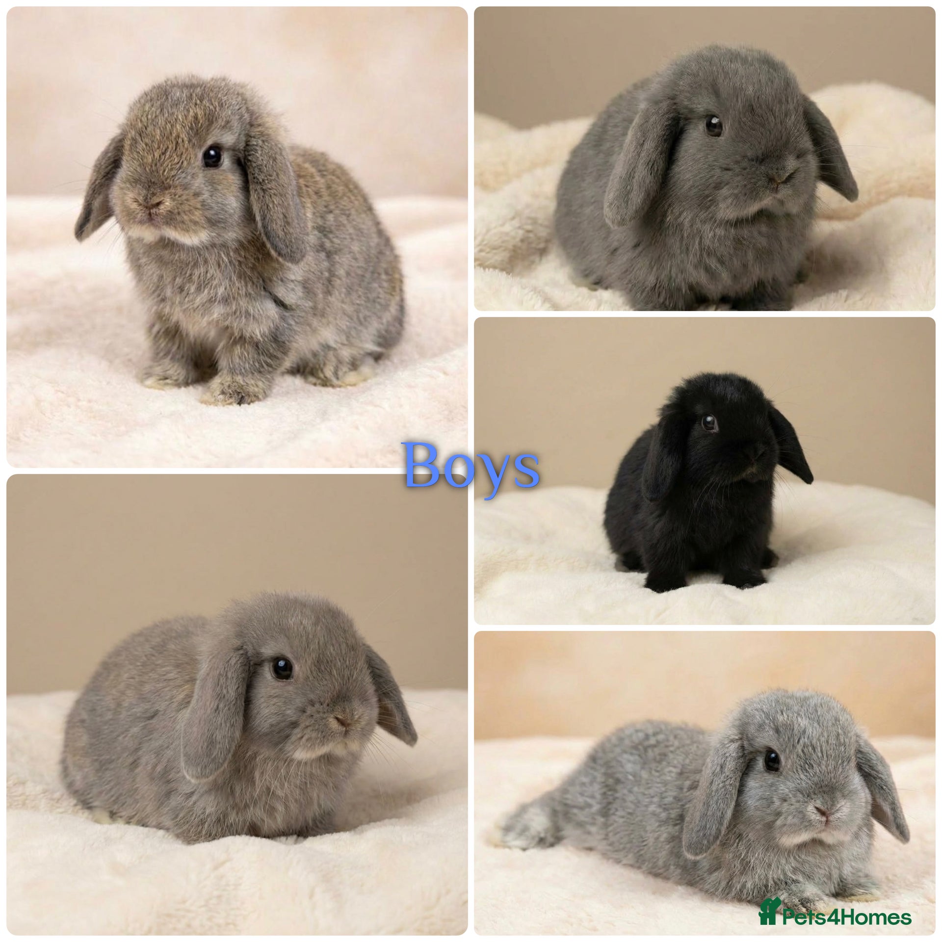 Mini Lop rabbits Baby Mini Lops (Ready 16/04) - Advert 12