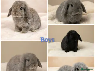 Mini Lop rabbits Baby Mini Lops (Ready 16/04) - Advert 12