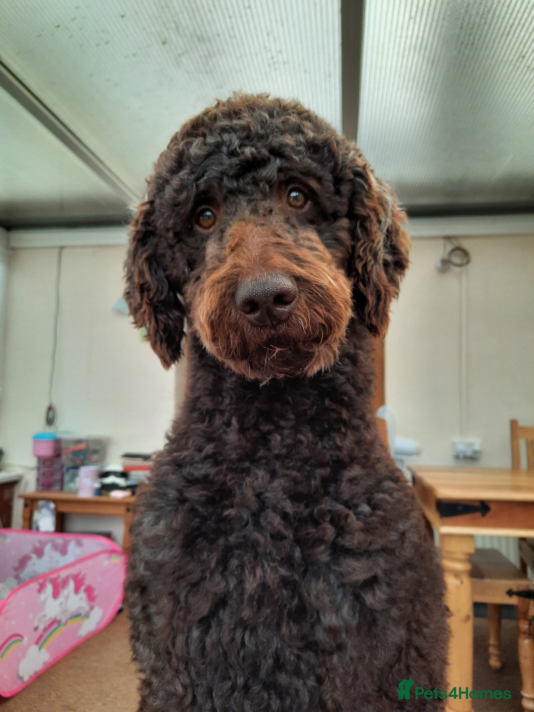 Standard Poodle dogs for stud: Standard Poodle Stud in March - Image 4