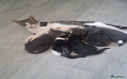 Domestic Shorthair cats for sale: Kittens for sale  - Image 9