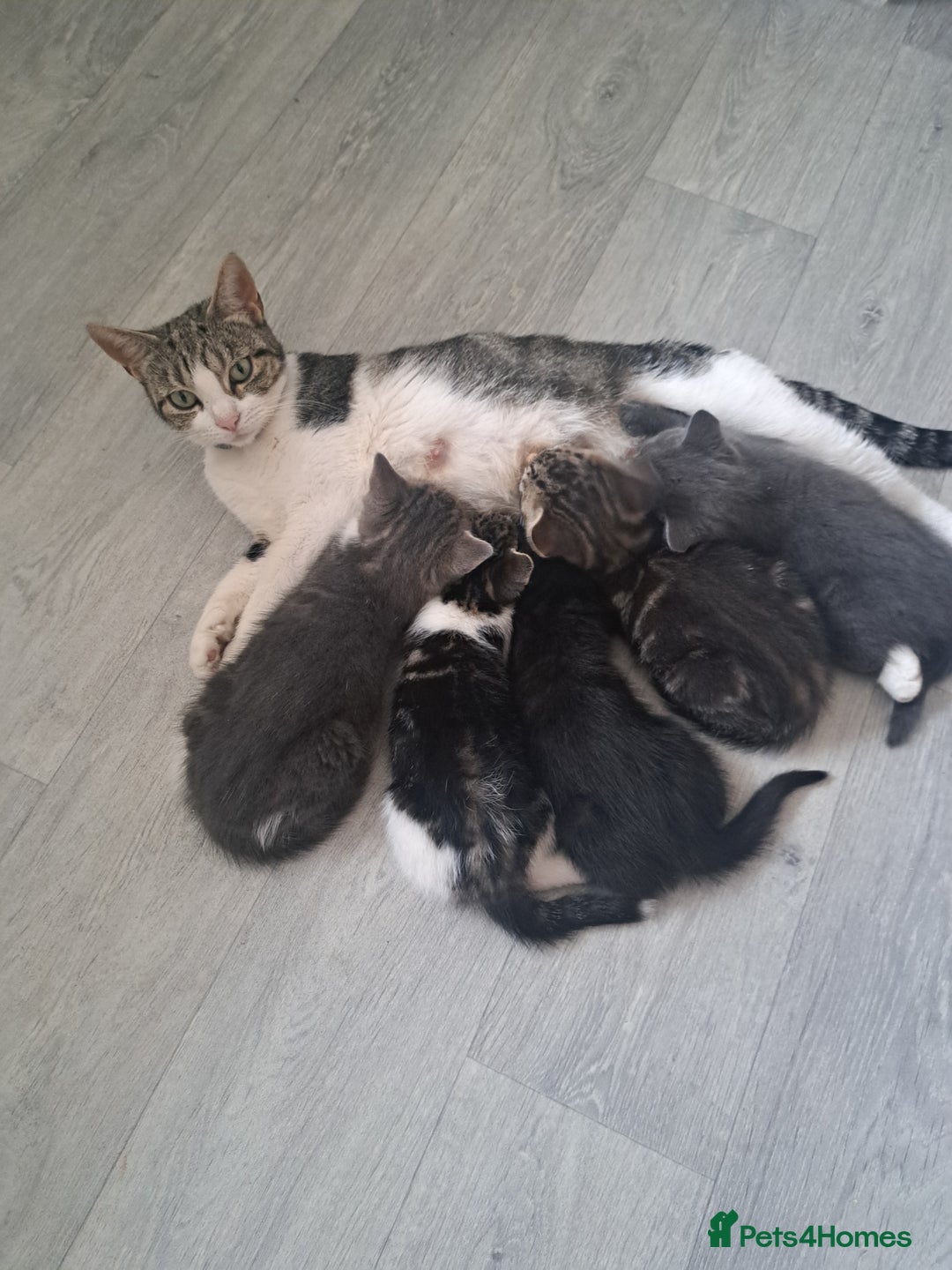 Domestic Shorthair cats for sale: Kittens for sale  - Image 9