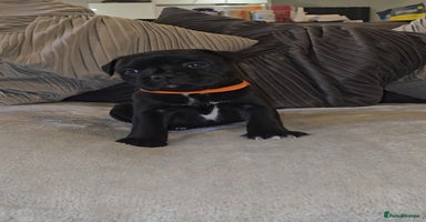 Staffordshire Bull Terrier dogs  STAFFORDSHIRE BULL TERRIERS PUPS  - Advert 14