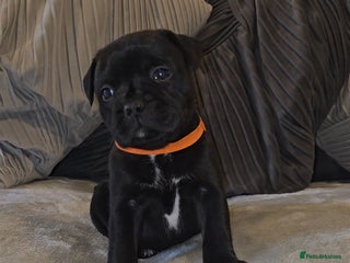 Staffordshire Bull Terrier dogs STAFFORDSHIRE BULL TERRIERS PUPS - Advert 4