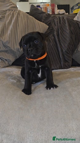 Staffordshire Bull Terrier dogs STAFFORDSHIRE BULL TERRIERS PUPS - Advert 2