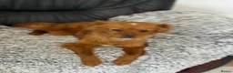 Mixed Breed dogs for adoption: Pretty Polly looking for love - Advert 19