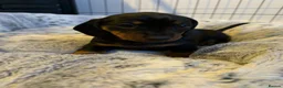 Dachshund dogs for sale: Black and Tan Dachshund girl  in Birmingham - Advert 4