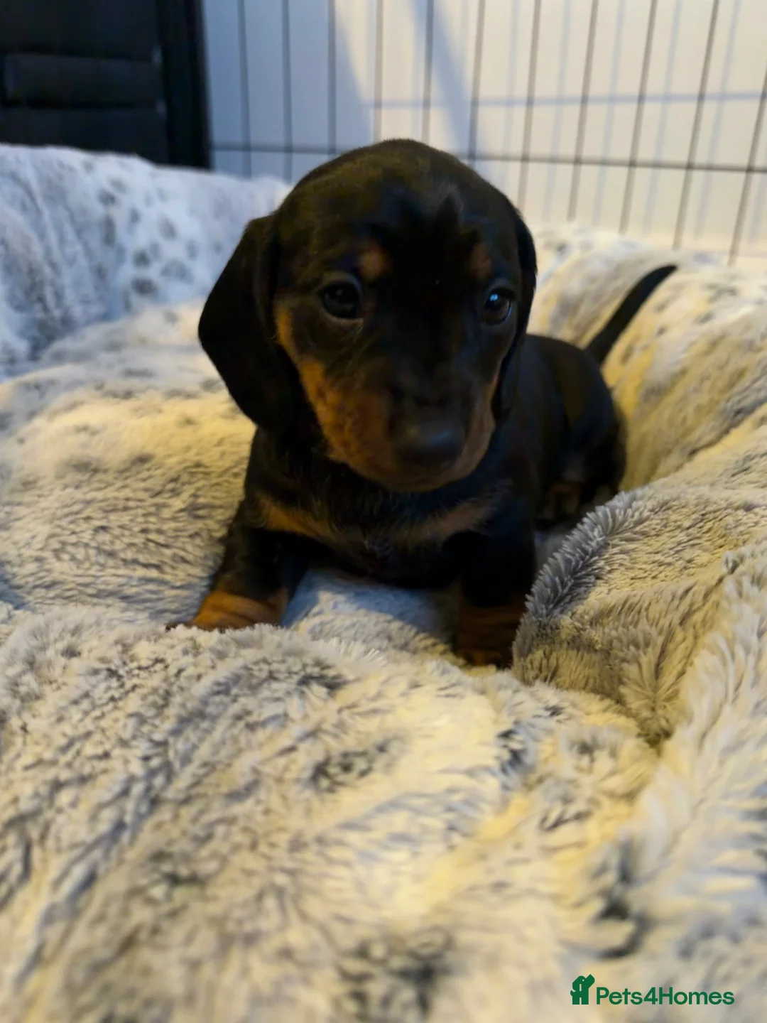 Dachshund dogs for sale: Black and Tan Dachshund girl  in Birmingham - Advert 4
