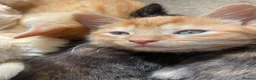 Mixed Breed cats for sale: Little Jimmy's story  - Advert 6