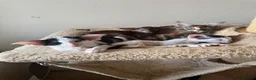 Oriental cats for sale: Pedigree GCCF Oriental Kittens  - Advert 20