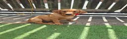 Labrador Retriever dogs for sale: Fox Red Labrador puppies  - Advert 2
