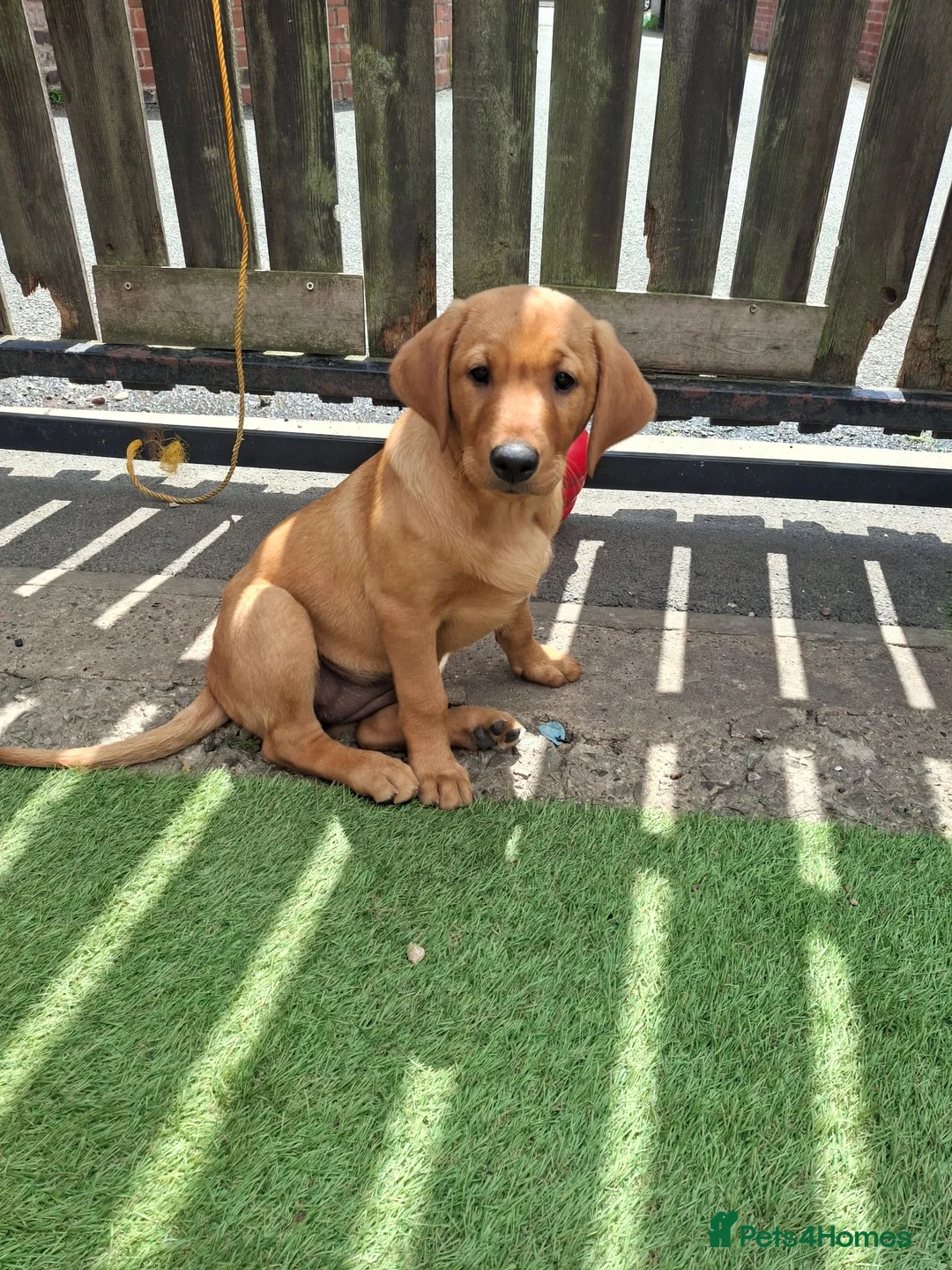 Labrador Retriever dogs for sale: Fox Red Labrador puppies  - Advert 2