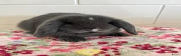 Mini Lop rabbits for sale: Stunning litter of mini lops READY NOW - Advert 2