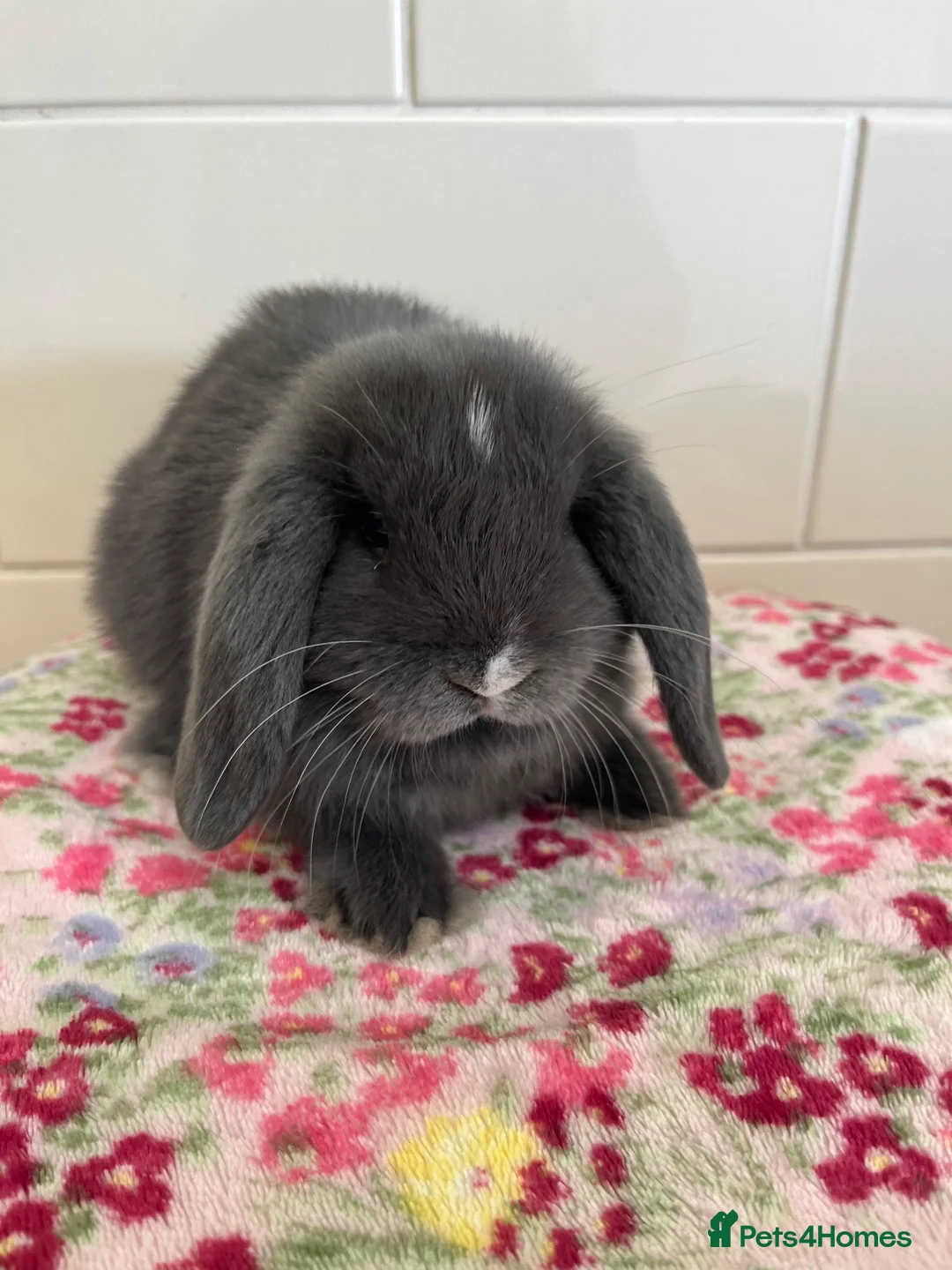 Mini Lop rabbits for sale: Stunning litter of mini lops READY NOW - Advert 2