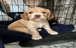 Cocker Spaniel dogs for sale: Litter of 6 - Image 17