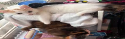 Mixed Breed cats for sale: Beautiful calico and tortoishell kittens - Advert 2