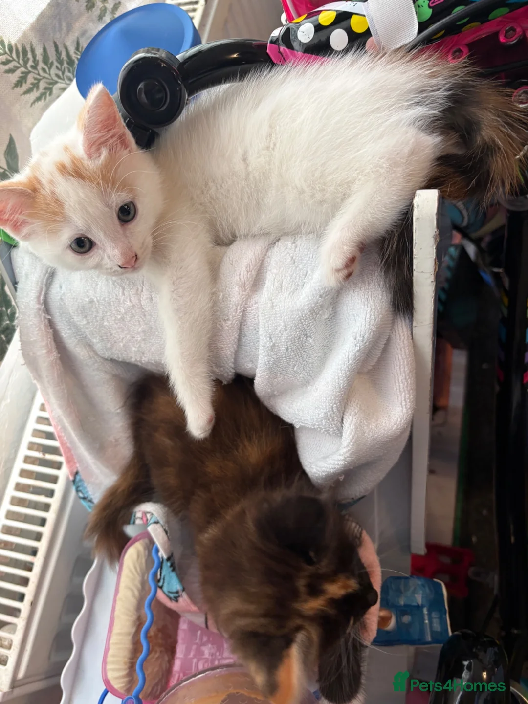 Mixed Breed cats for sale: Beautiful calico and tortoishell kittens - Advert 2