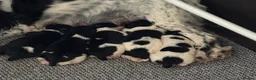 English Springer Spaniel dogs for sale: English Springer Spaniel pups KC REG - Advert 1