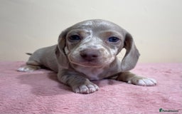 Miniature Dachshund dogs for sale: Miniature dachshund puppies  - Image 13