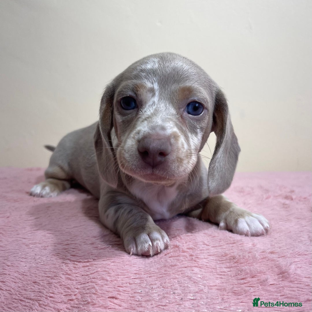 Miniature Dachshund dogs for sale: Miniature dachshund puppies  - Image 13