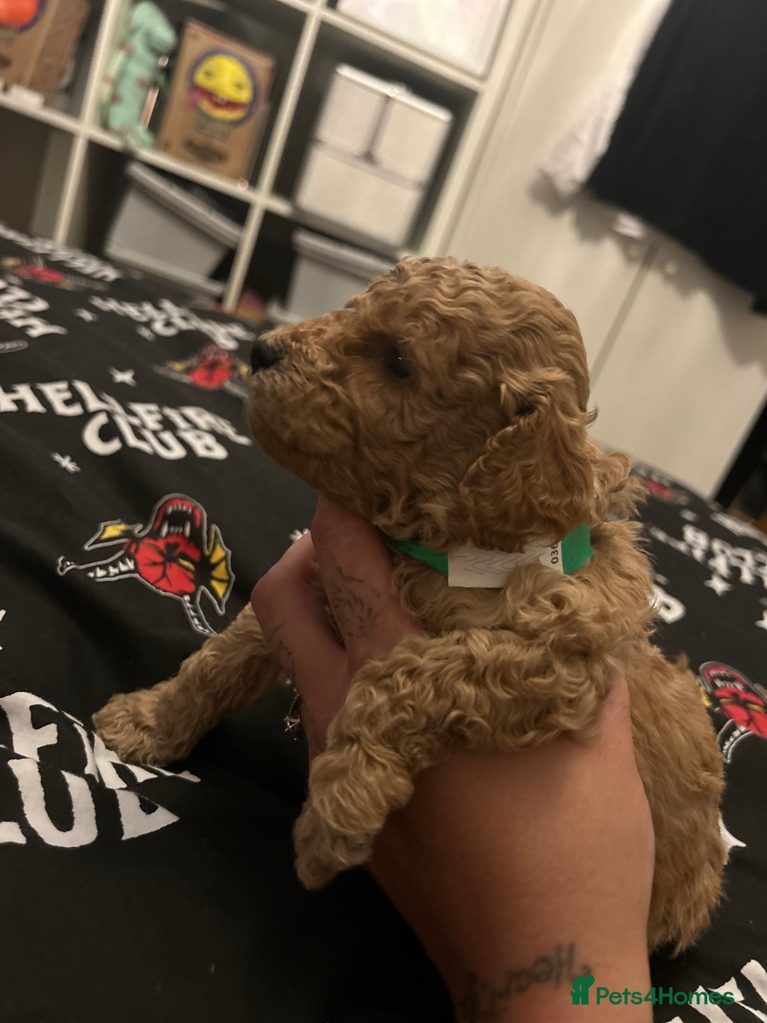 Cockapoo dogs for sale: Miniature cockapoos  - Image 5