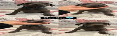 Blue Boy