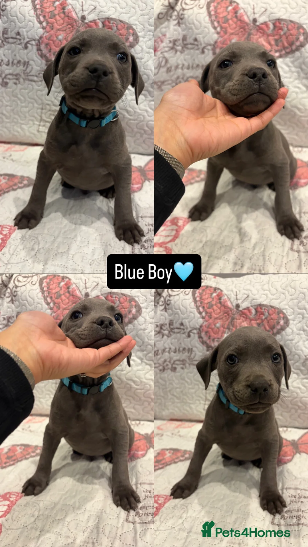 Staffordshire Bull Terrier dogs for sale: 6 Blue Staffordshire Bull Terrier Puppies  - Advert 11