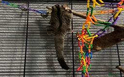 Sugar Glider rodents for sale: Two sugar gliders and full set up - Image 3