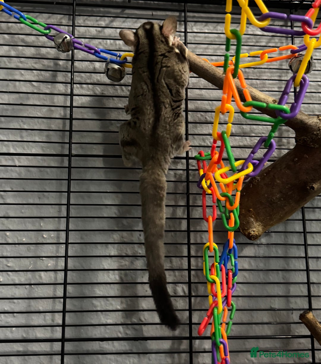 Sugar Glider rodents for sale: Two sugar gliders and full set up - Image 3