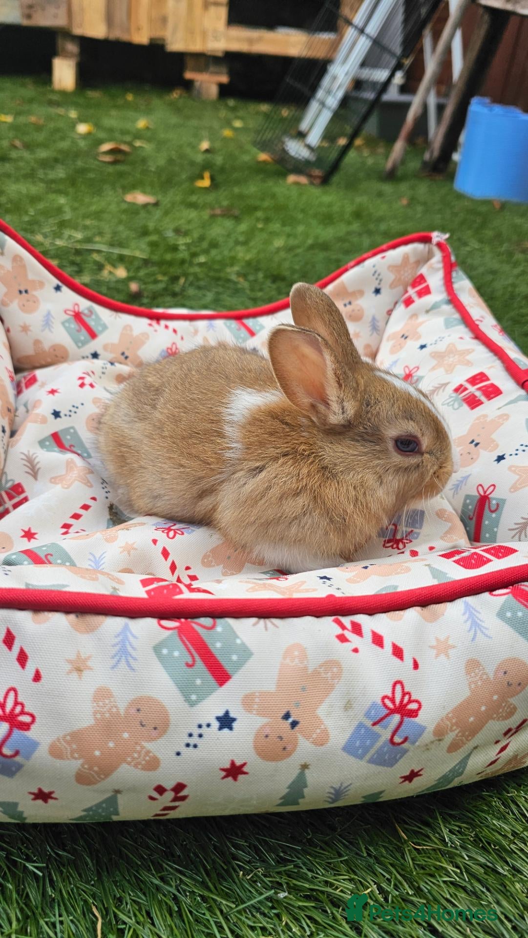 Netherland Dwarf rabbits Baby Rabbits for Sale – Beautiful Colours 🐰❤️ - Advert 2
