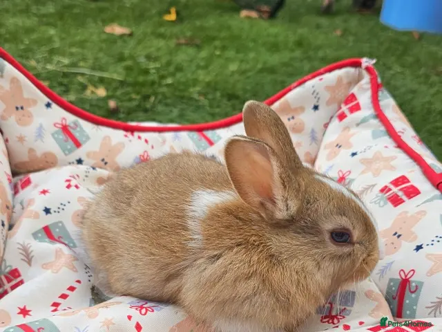 Netherland Dwarf rabbits for sale: Baby Rabbits for Sale – Beautiful Colours 🐰❤️ - Advert 2