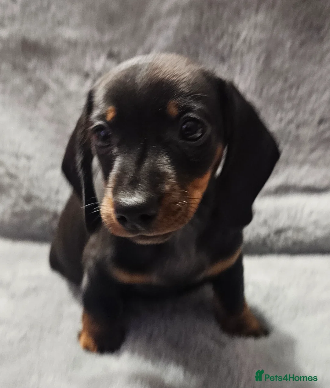 Dachshund dogs for sale: Dachshund miniature boy black and tan 8 weeks old in Wednesbury - Advert 2