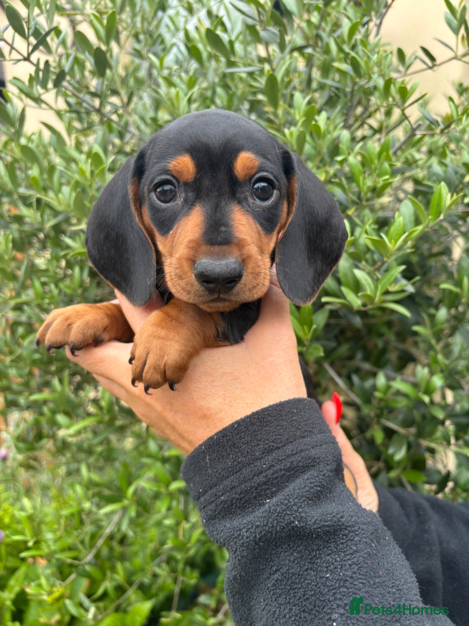 Miniature Dachshund dogs Stunning KC Miniature Dachshund Litter of 7 - Advert 1