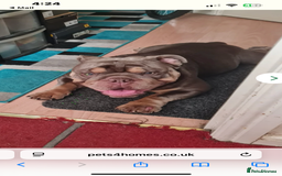 English Bulldog dogs for sale: English bulldog - Image 3