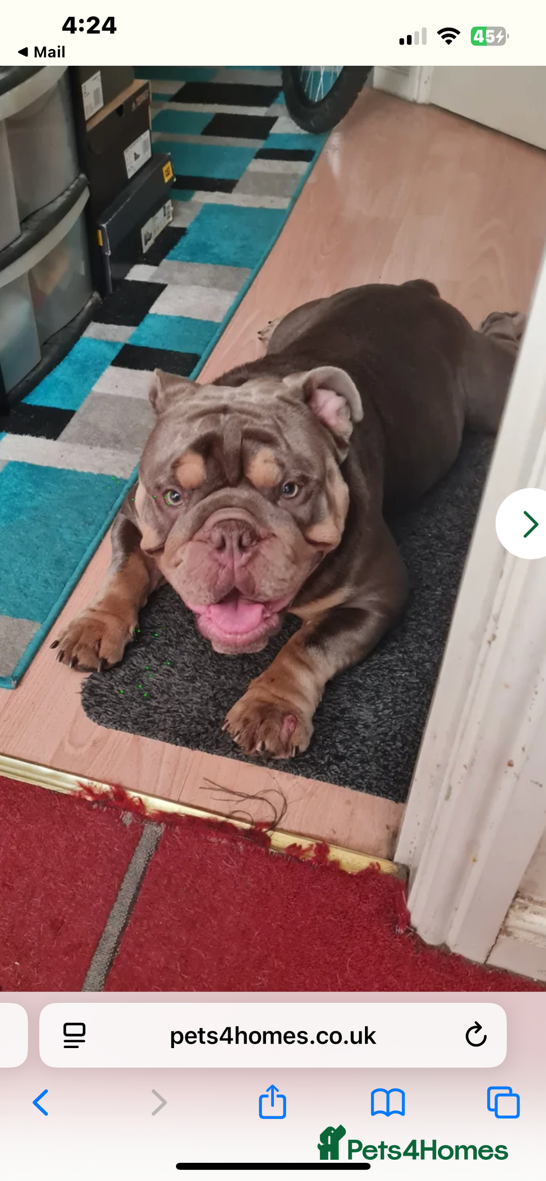English Bulldog dogs for sale: English bulldog - Image 3