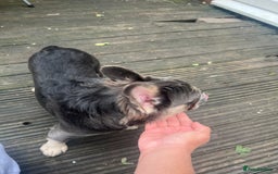 French Bulldog dogs for sale: French bulldogs full fluffy  - Image 3