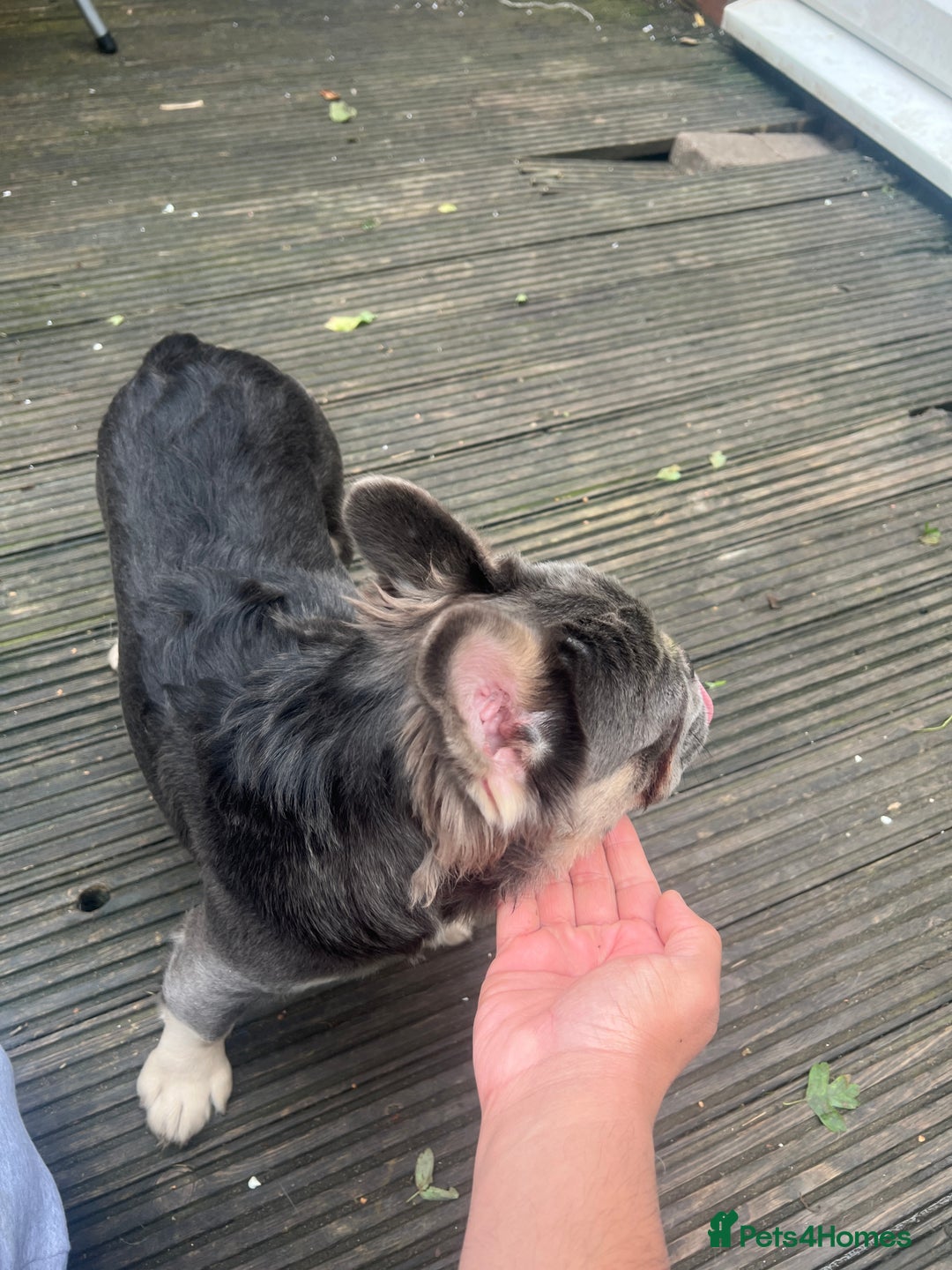 French Bulldog dogs for sale: French bulldogs full fluffy  - Image 3