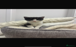 Mixed Breed cats for sale: Mixed breed kitten  - Image 1
