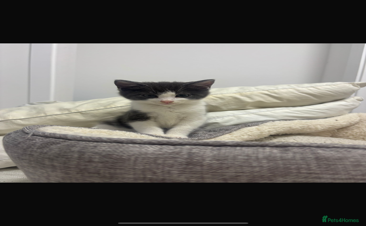 Mixed Breed cats - Advert 4