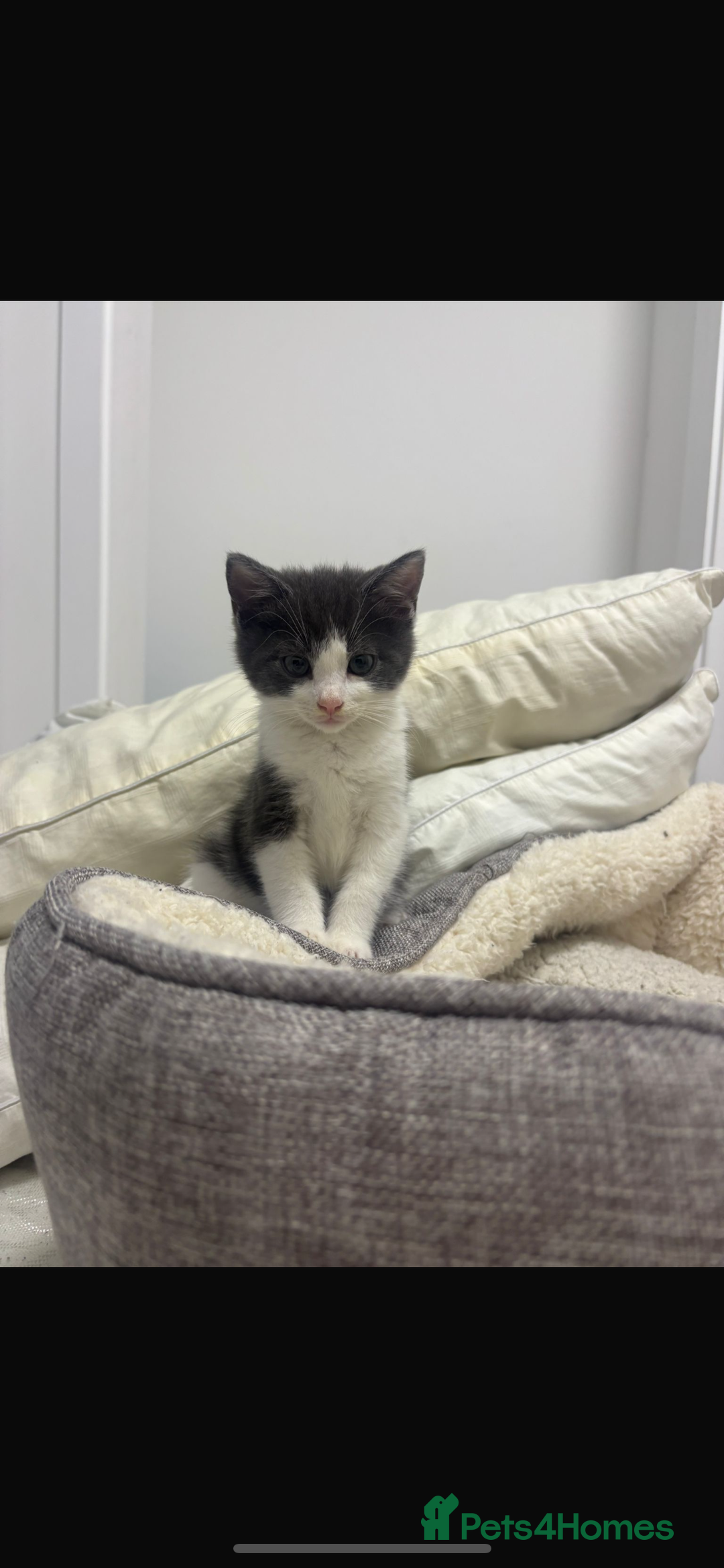 Mixed Breed cats for sale: Mixed breed kitten  - Image 1