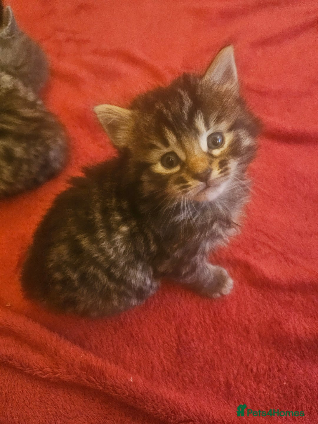 Mixed Breed cats for sale: Elven Bengal Mixes - Advert 17