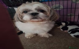 Shih Tzu dogs for sale: Shihtzu puppies  - Image 8