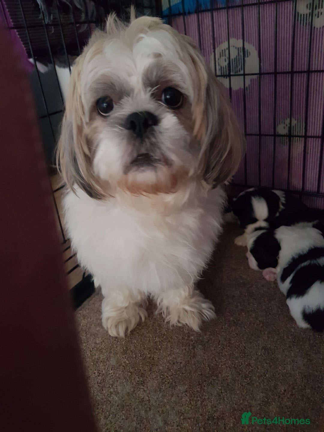 Shih Tzu dogs for sale: Shihtzu puppies  - Image 8