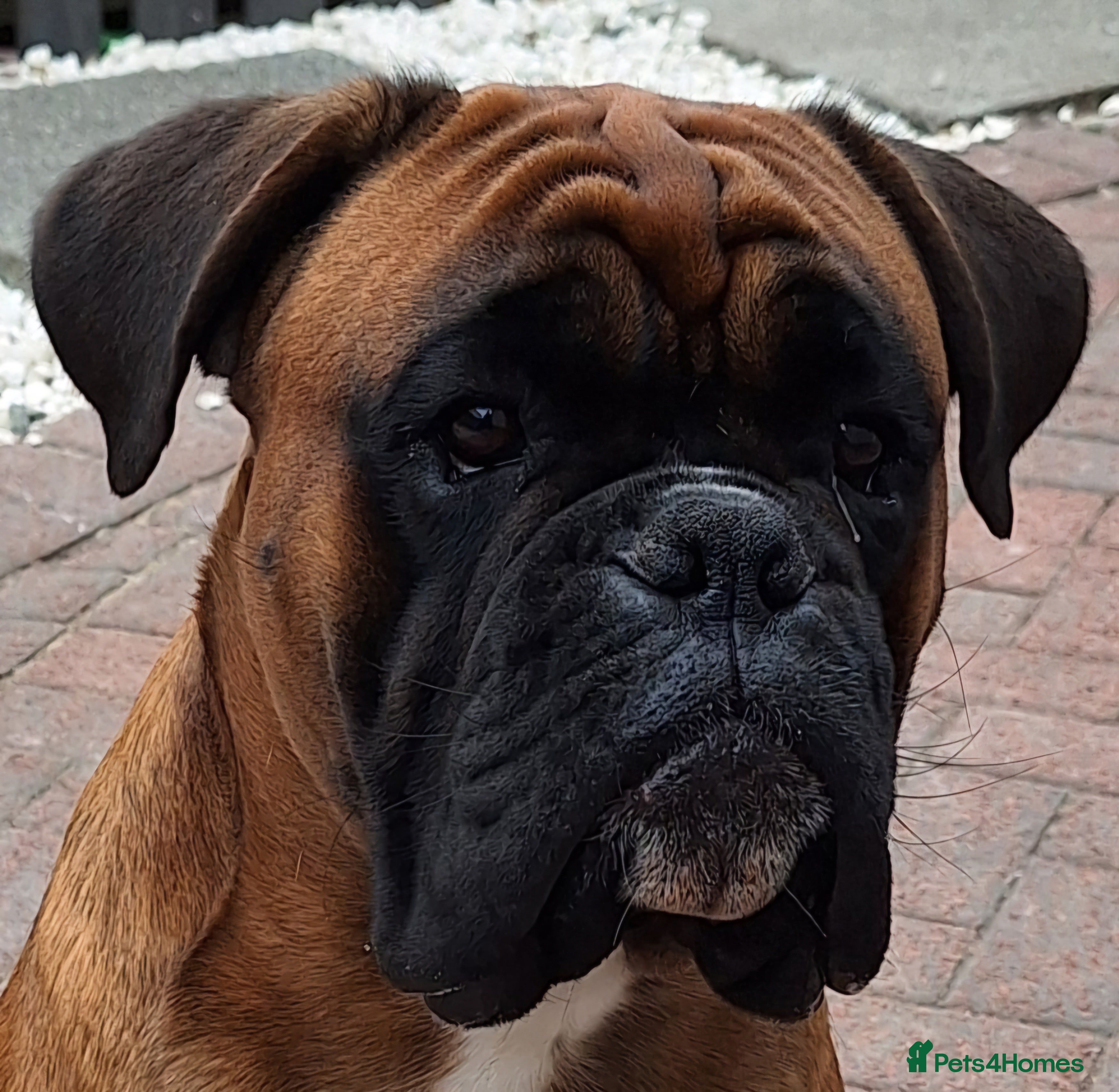 Boxer dogs KC REG 0 HEART SCORE BOBTAIL BOXER STUD - Advert 1