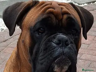 Boxer dogs KC REG 0 HEART SCORE BOBTAIL BOXER STUD - Advert 1