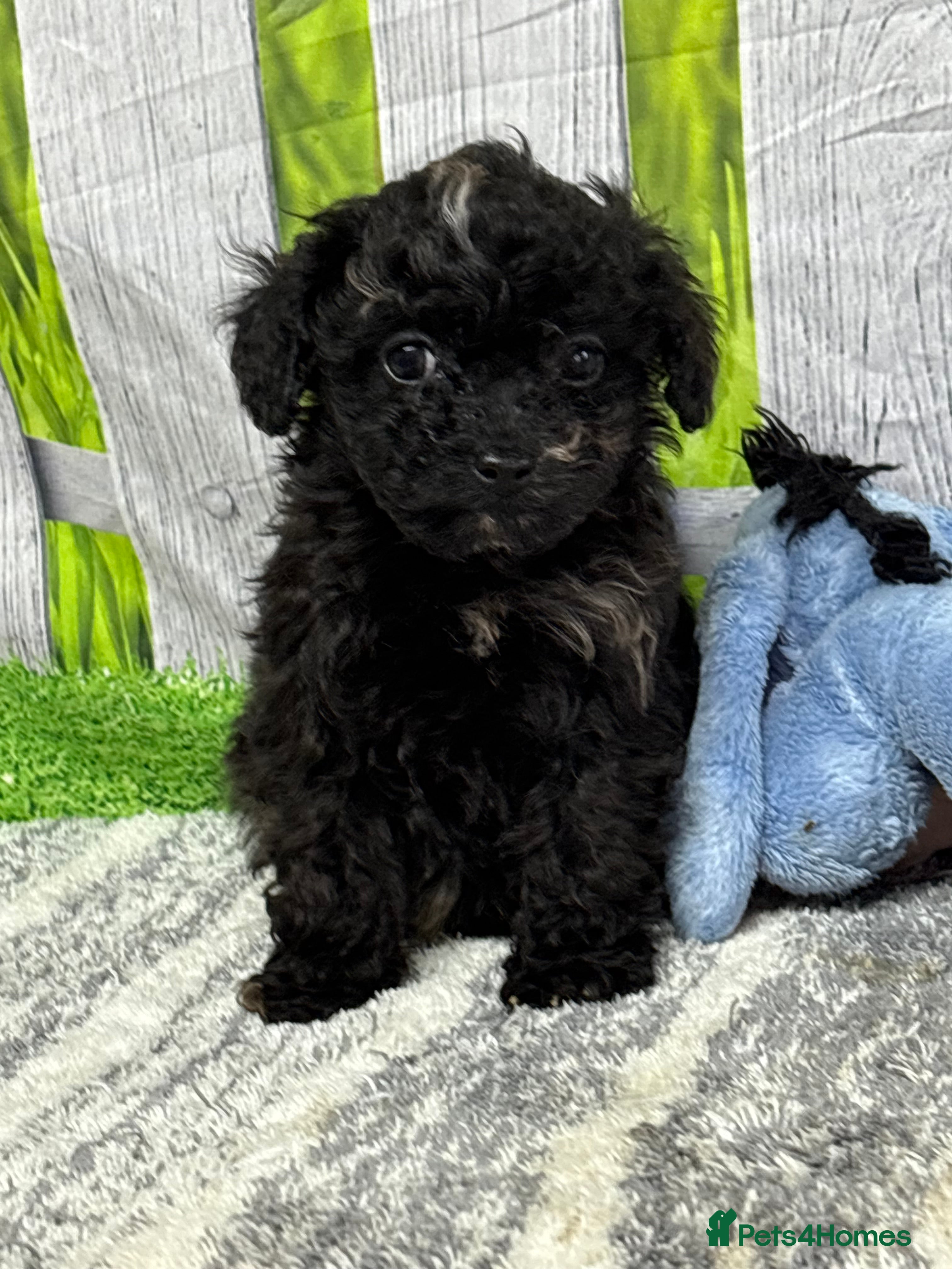 Cavapoo dogs F1B cavapoos ⭐️ - Advert 6