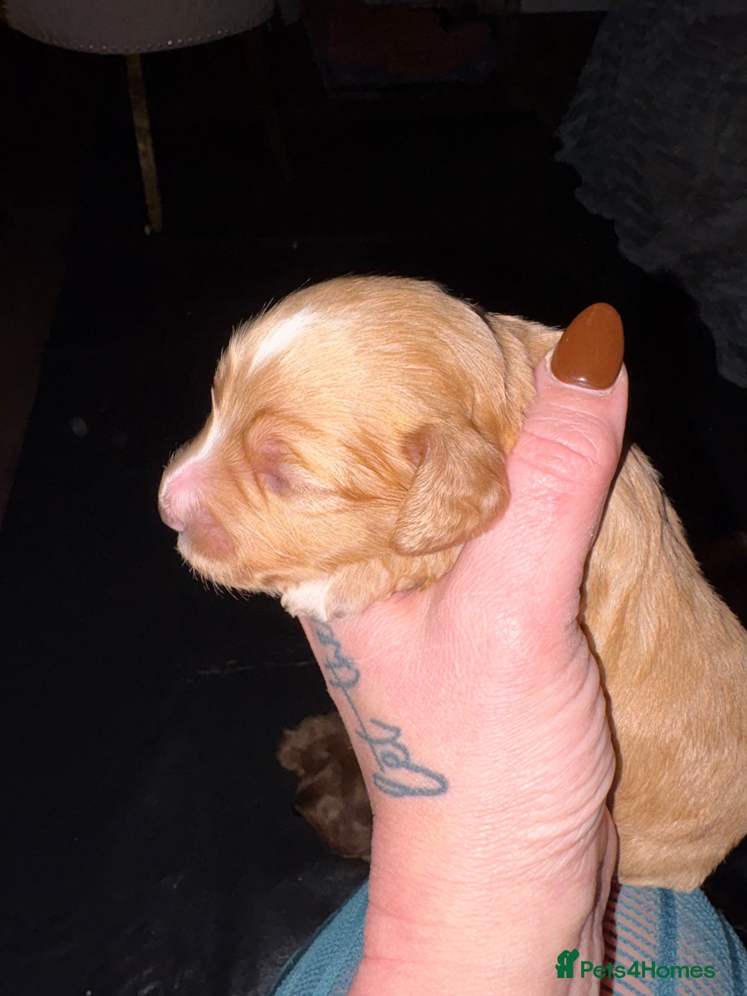 Cockapoo dogs for sale: Outstanding fb1 cockapoo puppies - Advert 2