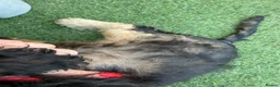 Cocker Spaniel dogs for sale: KC registered Stunning Dark sable male (ready now) - Advert 6