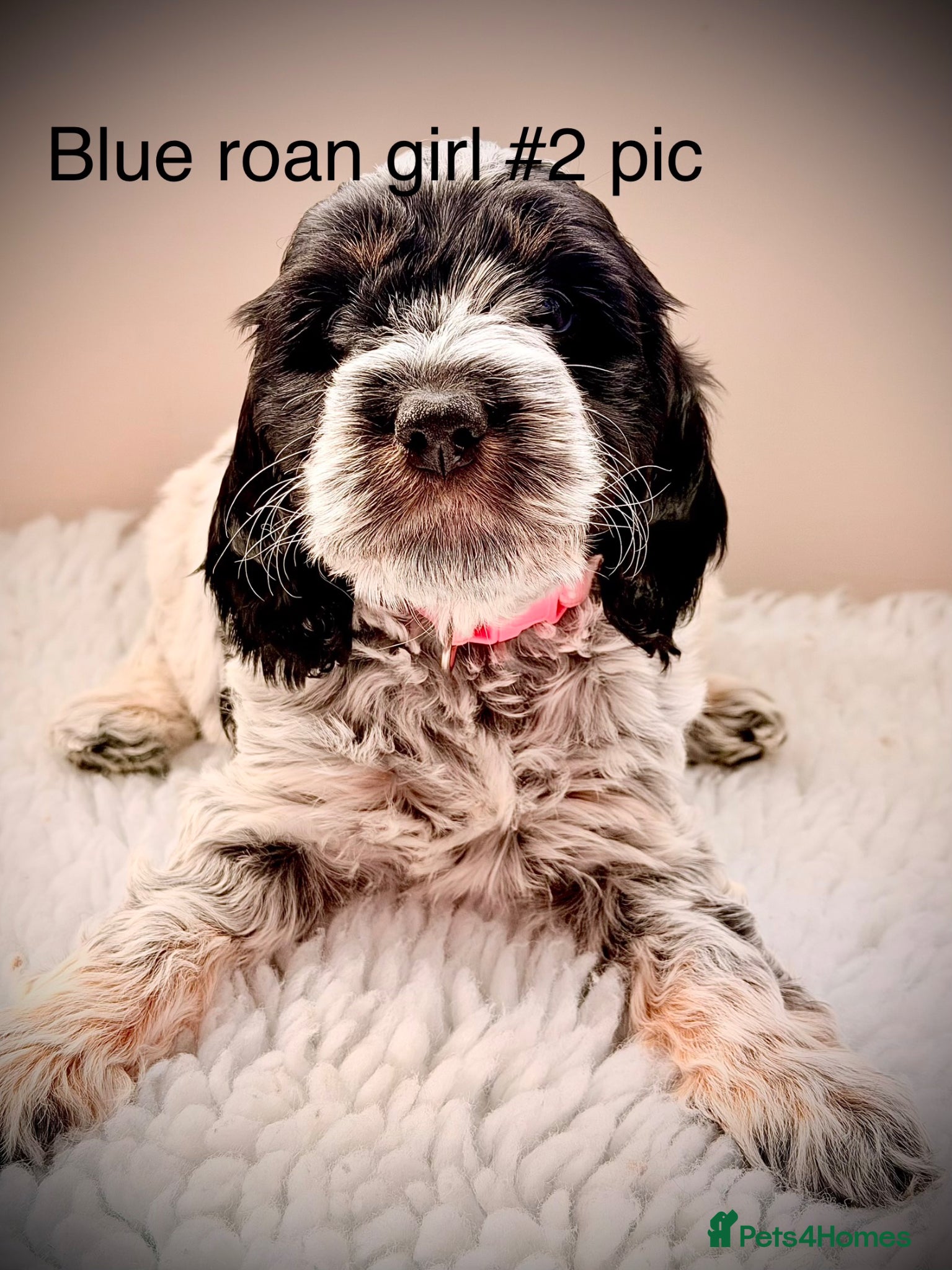 Cockapoo dogs F1 show type Cockapoos from health tested parents  - Advert 3